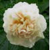 Півонія Paeonia Early Canary 